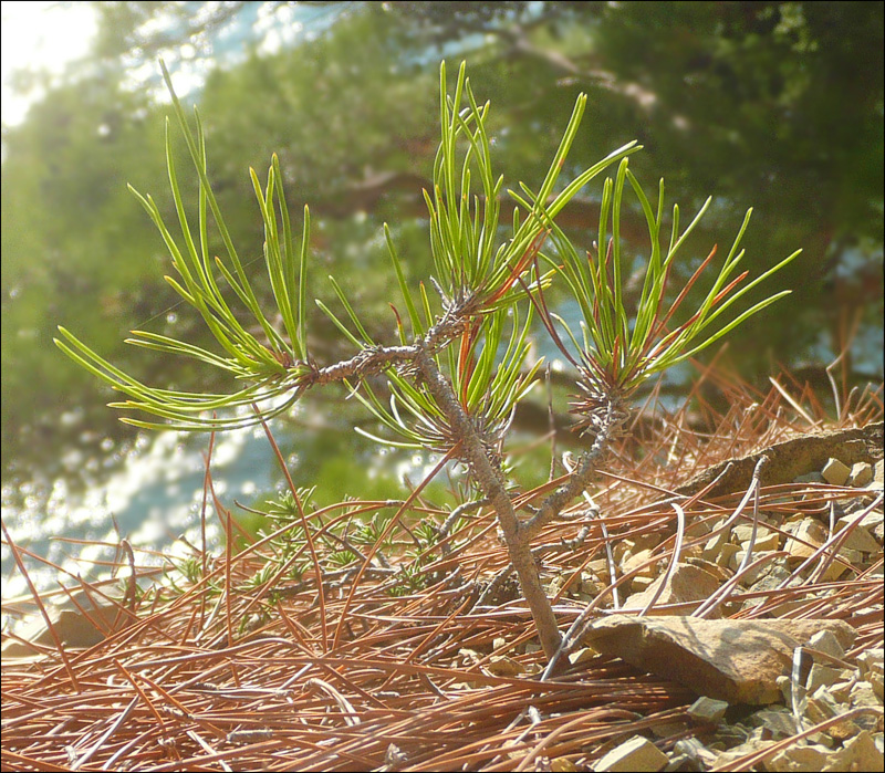 Image of Pinus pityusa specimen.