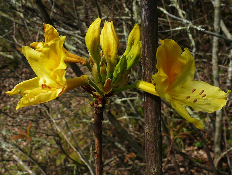 Image of Rhododendron luteum specimen.