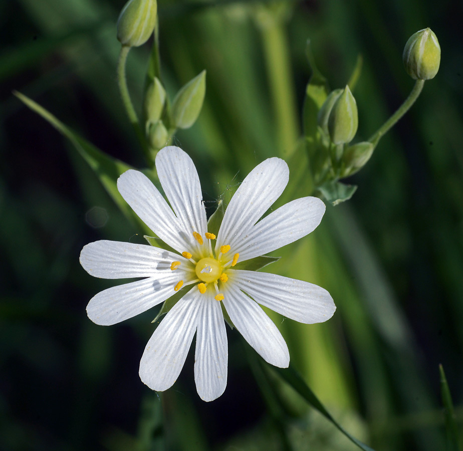 Image of Stellaria holostea specimen.