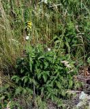 Agrimonia eupatoria. Цветущее растение. Воронежская обл., Павловский р-н, окр. с. Михайловка (Шипов лес). 17.06.2011.