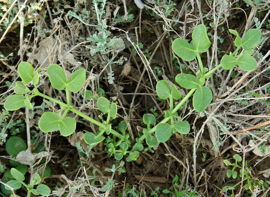 Image of Zygophyllum oxianum specimen.