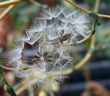 Lactuca serriola. Соплодия. Ростовская обл., Азовский р-н, с. Кугей, во дворе. 23.07.2011.