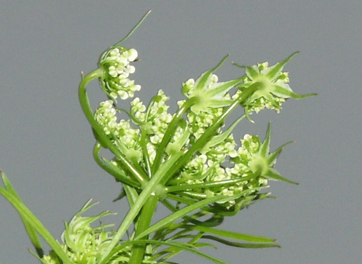 Image of Chaerophyllum bulbosum specimen.