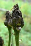 Crepis sibirica