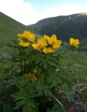 Trollius ranunculinus