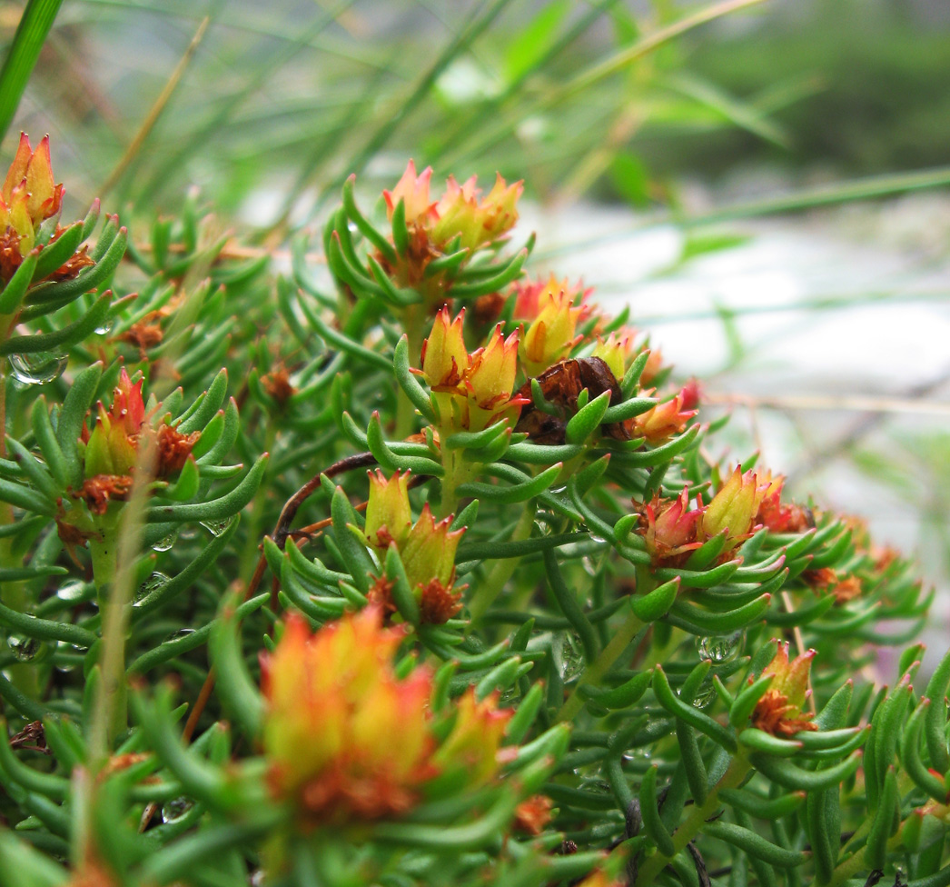 Image of Rhodiola quadrifida specimen.
