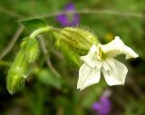 Melandrium latifolium