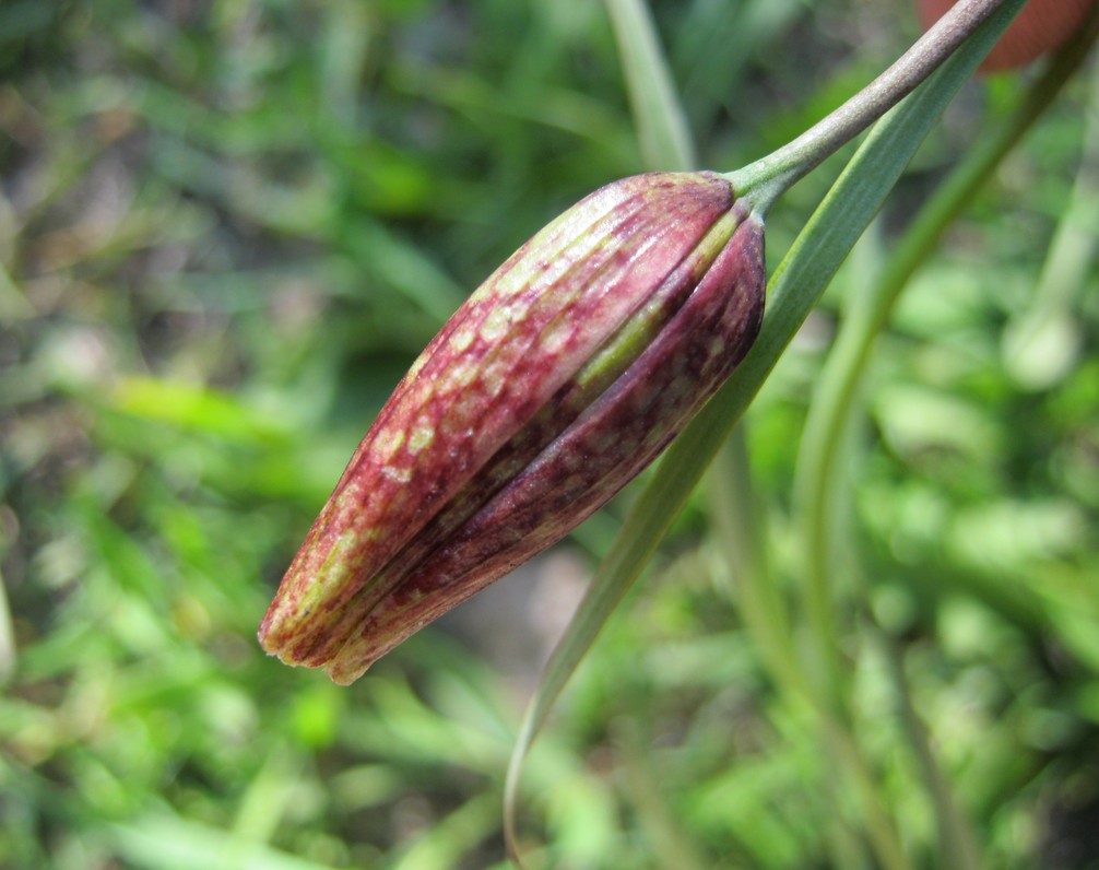 Изображение особи Fritillaria meleagroides.
