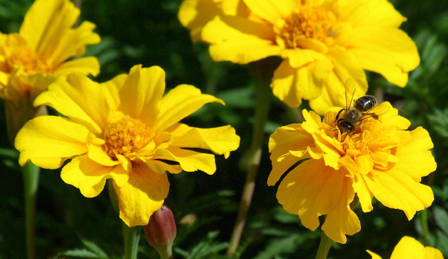 Image of Tagetes patula specimen.