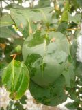 Ligustrum lucidum