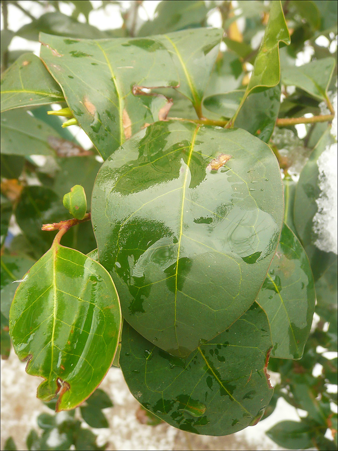 Изображение особи Ligustrum lucidum.