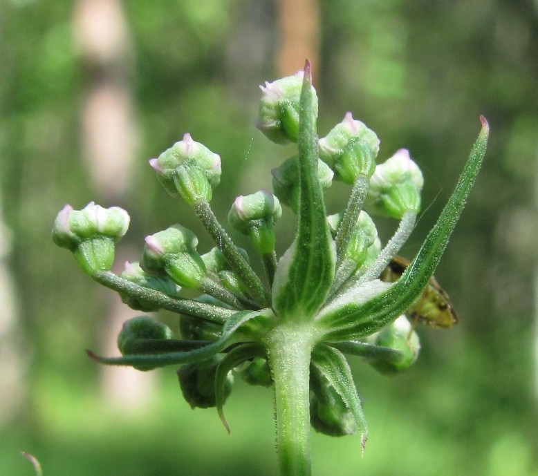 Изображение особи Thyselium palustre.