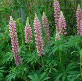 Lupinus × regalis. Цветущие растения (розовая форма). Московская обл., дачный участок. 15.06.2006.