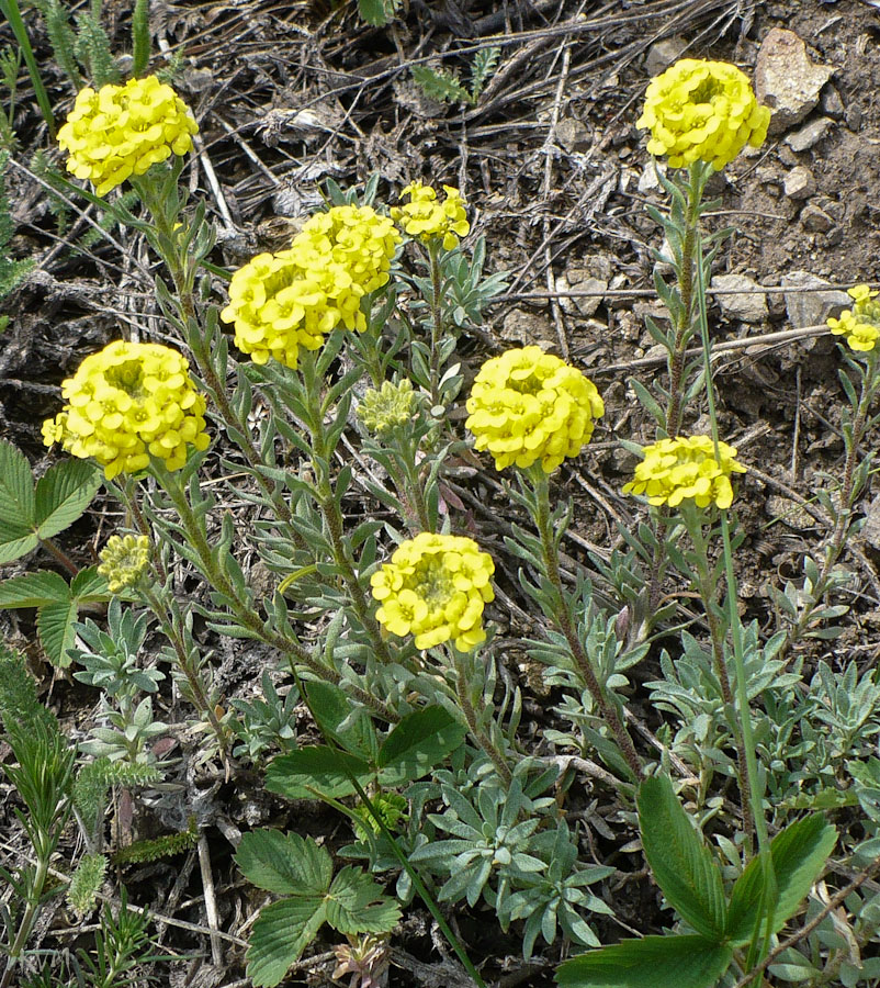 Изображение особи Alyssum lenense.