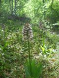 Orchis purpurea