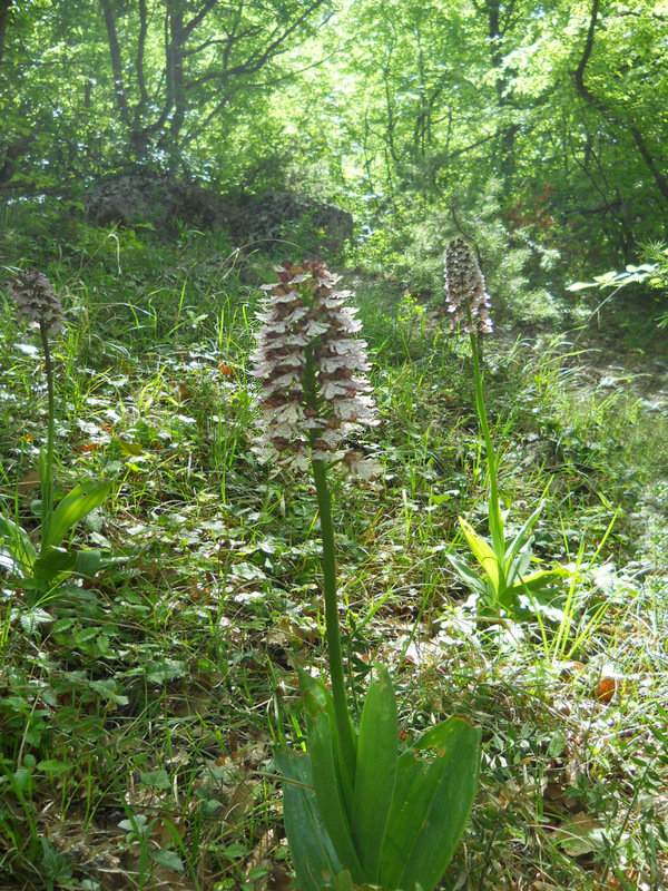 Изображение особи Orchis purpurea.