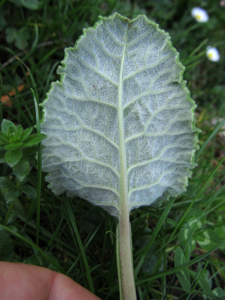 Image of Primula veris ssp. columnae specimen.