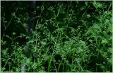 Pteridium pinetorum подвид sibiricum. Разворачивающиеся вайи. Чувашия, окр. г. Шумерля, тропа на Красную речку за Низким полем. 20 мая 2012 г.