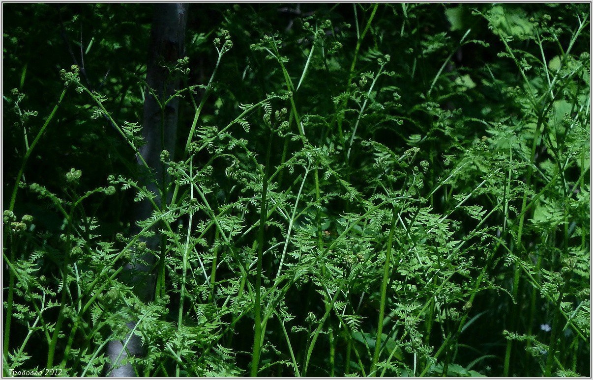 Image of Pteridium pinetorum ssp. sibiricum specimen.