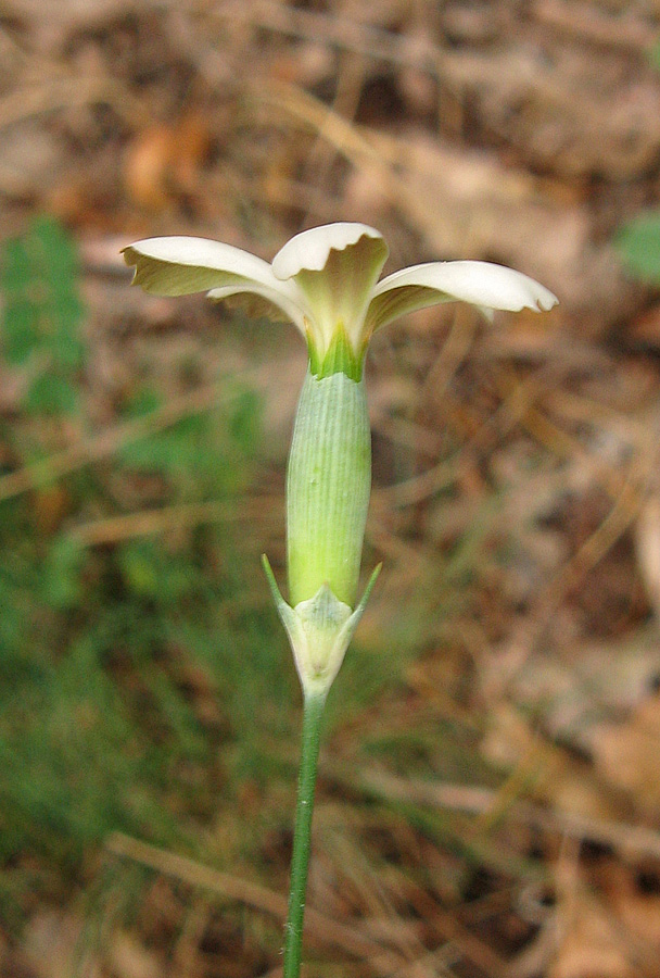 Изображение особи Dianthus marschallii.