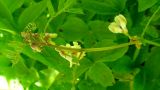 Image of taxon representative. Author is Тамара Галстян