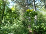 Potentilla obscura