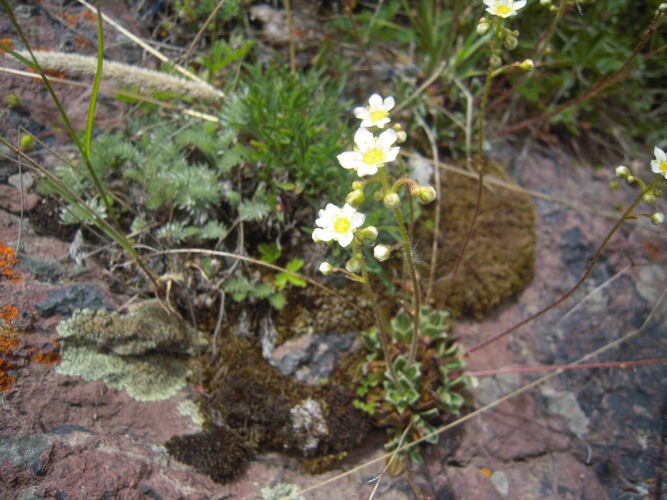 Image of Saxifraga cartilaginea specimen.