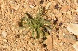 Plantago ovata. Цветущее растение. Израиль, нагорье Негев, кратер Рамон, нахаль Гваним. 06.03.2013.