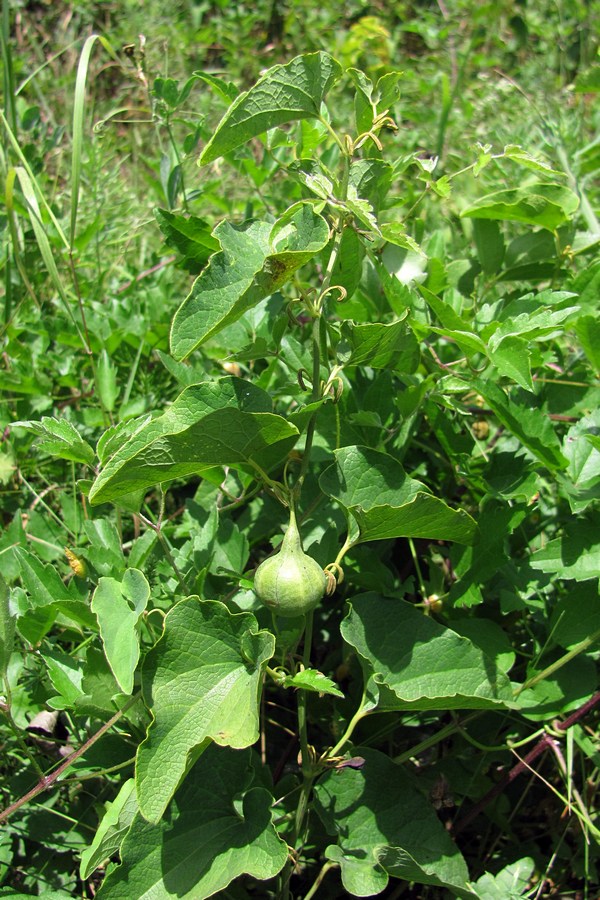 Изображение особи Aristolochia clematitis.