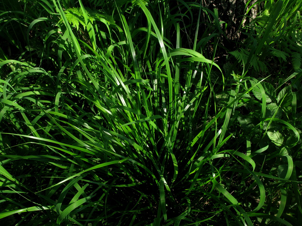 Image of Calamagrostis obtusata specimen.