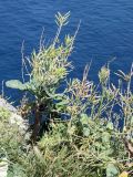 Brassica sylvestris