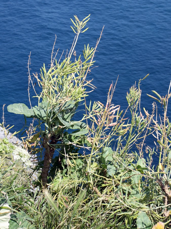 Изображение особи Brassica sylvestris.