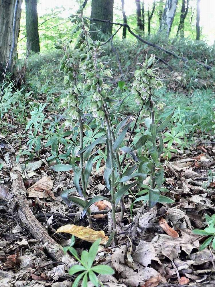 Изображение особи Epipactis purpurata.