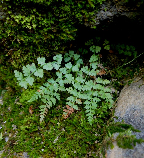 Image of Woodsia heterophylla specimen.