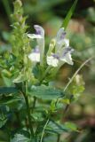 Scutellaria supina