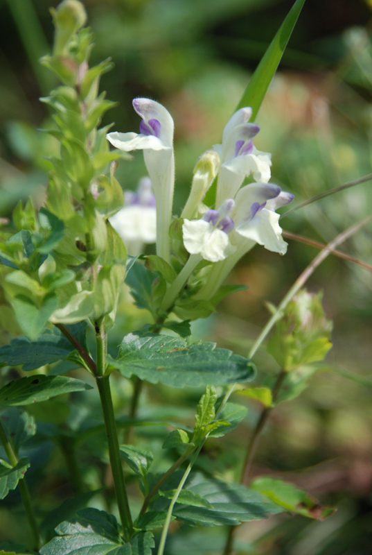 Image of Scutellaria supina specimen.