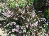 Pedicularis waldheimii