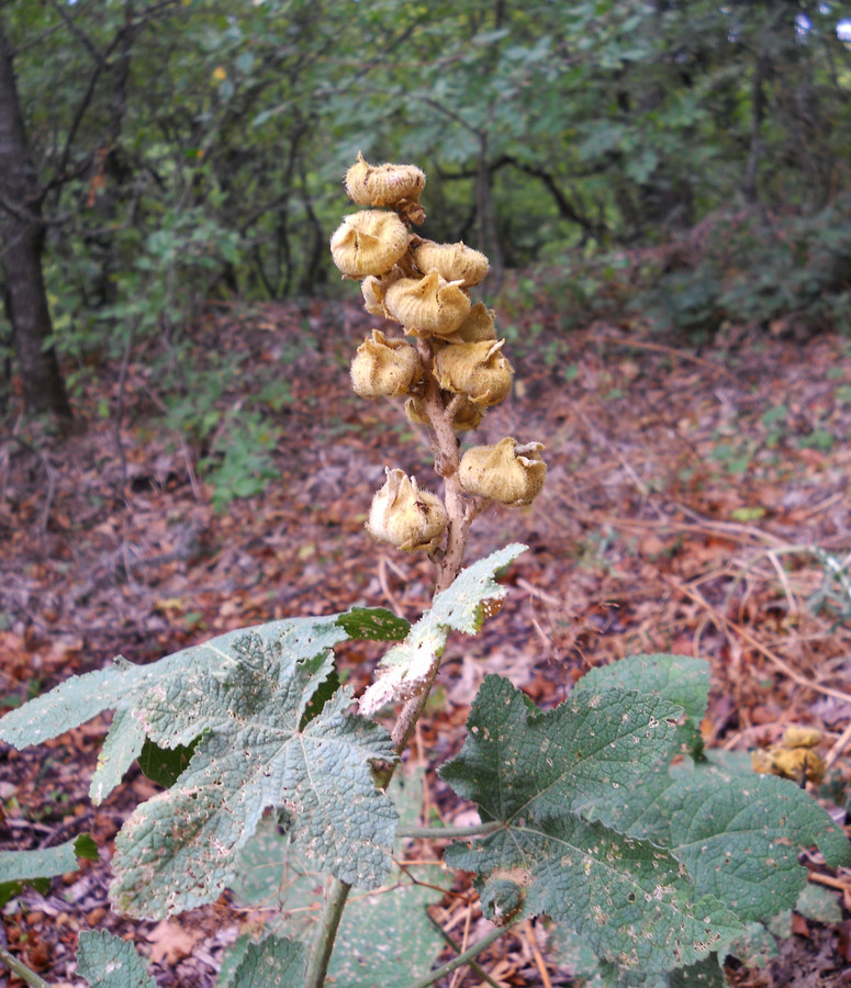 Image of Alcea rugosa specimen.