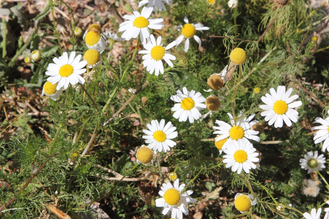 Изображение особи Tripleurospermum inodorum.
