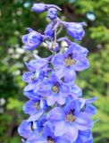 Delphinium &times; phoeniceum