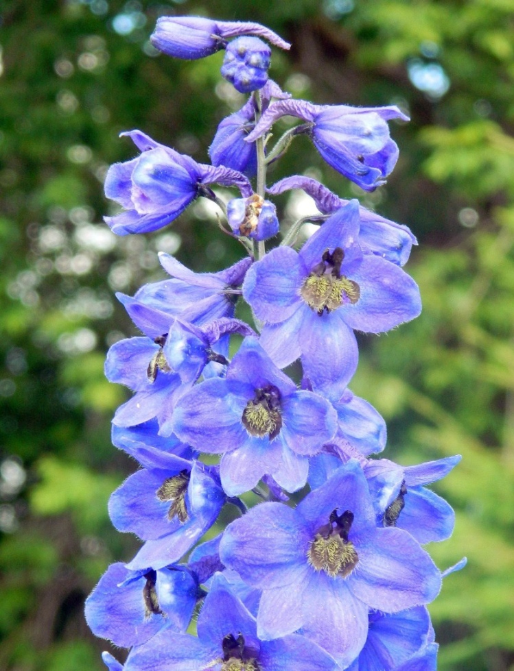 Изображение особи Delphinium &times; phoeniceum.