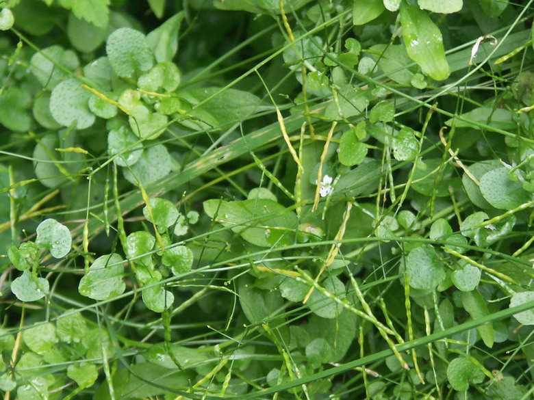 Изображение особи Arabidopsis halleri.
