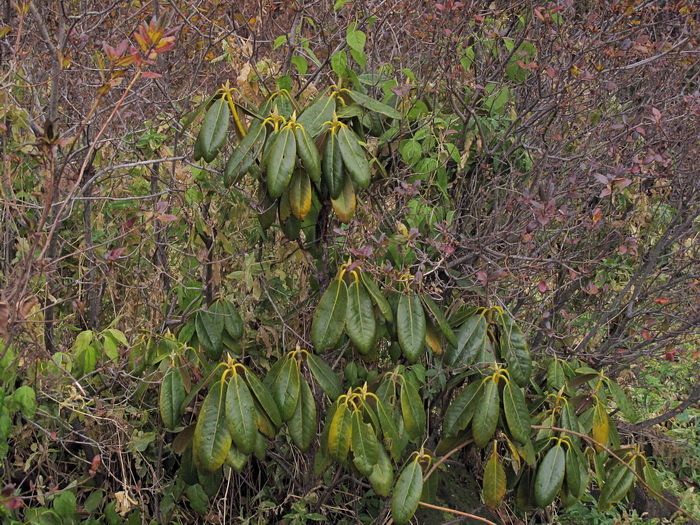 Изображение особи род Rhododendron.