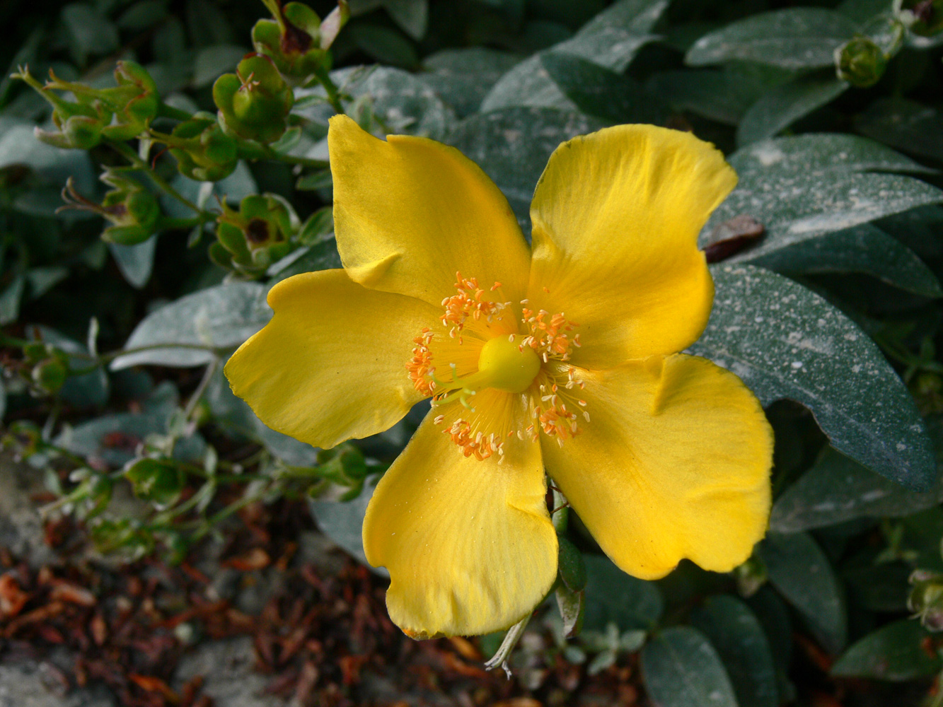 Изображение особи Hypericum hookerianum.