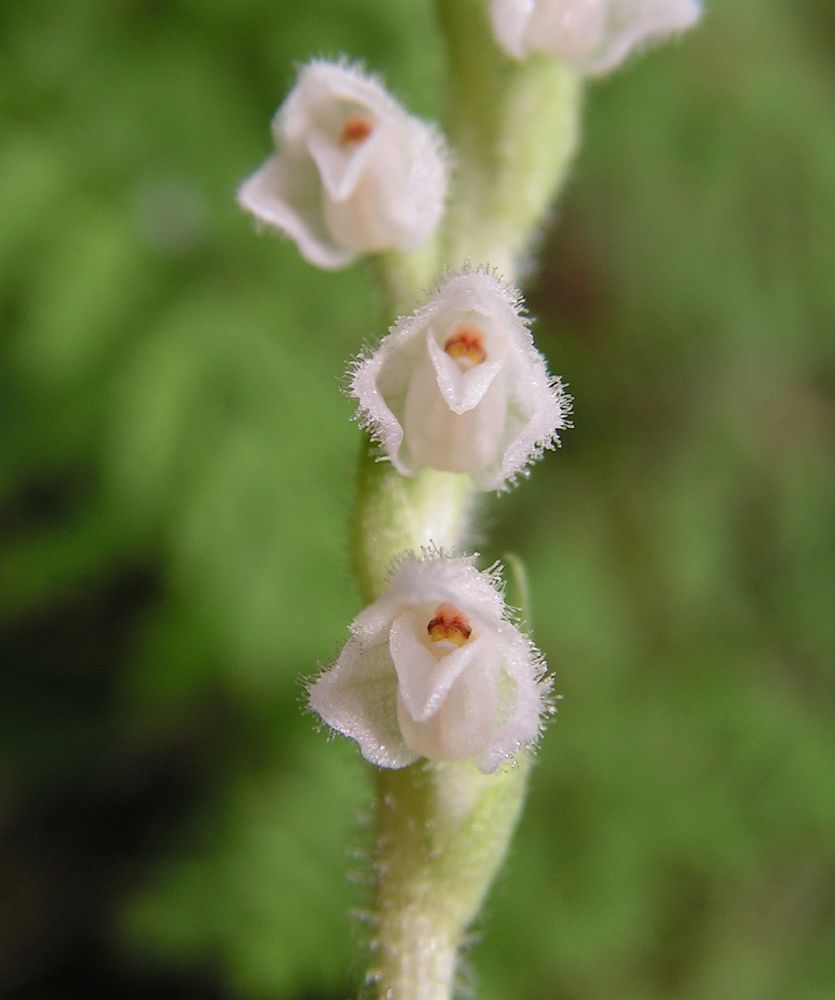 Image of Goodyera repens specimen.