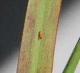 Panicum virgatum