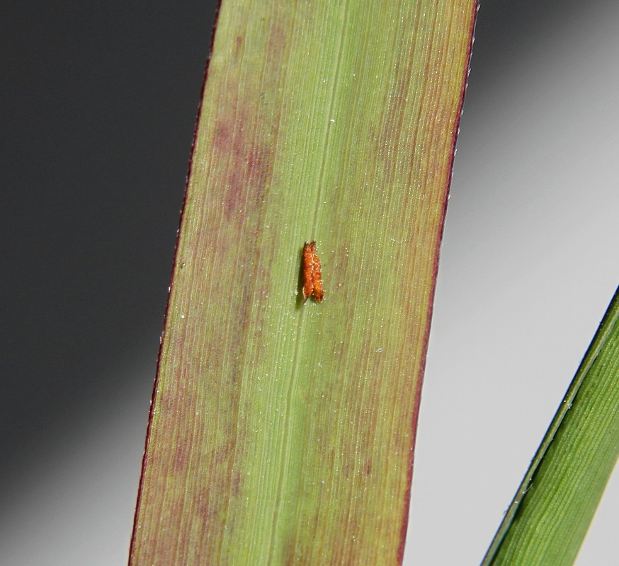 Image of Panicum virgatum specimen.