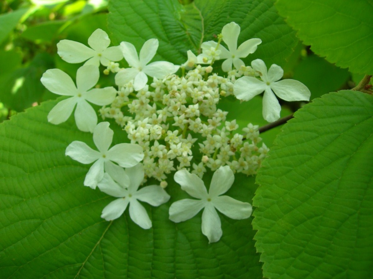 Image of Viburnum furcatum specimen.