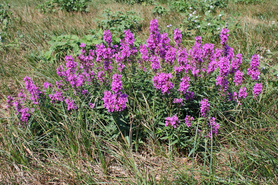 Image of Lythrum intermedium specimen.