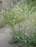 Crambe orientalis